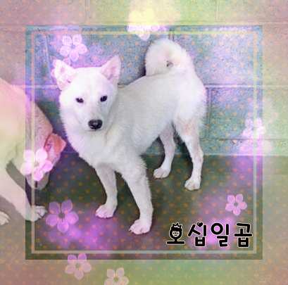 군산유기동물보호센터_445467202301437